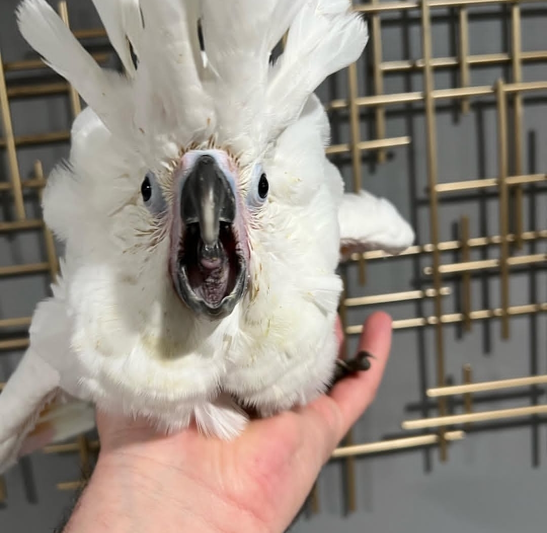 Umbrella cockatoo - Image 4