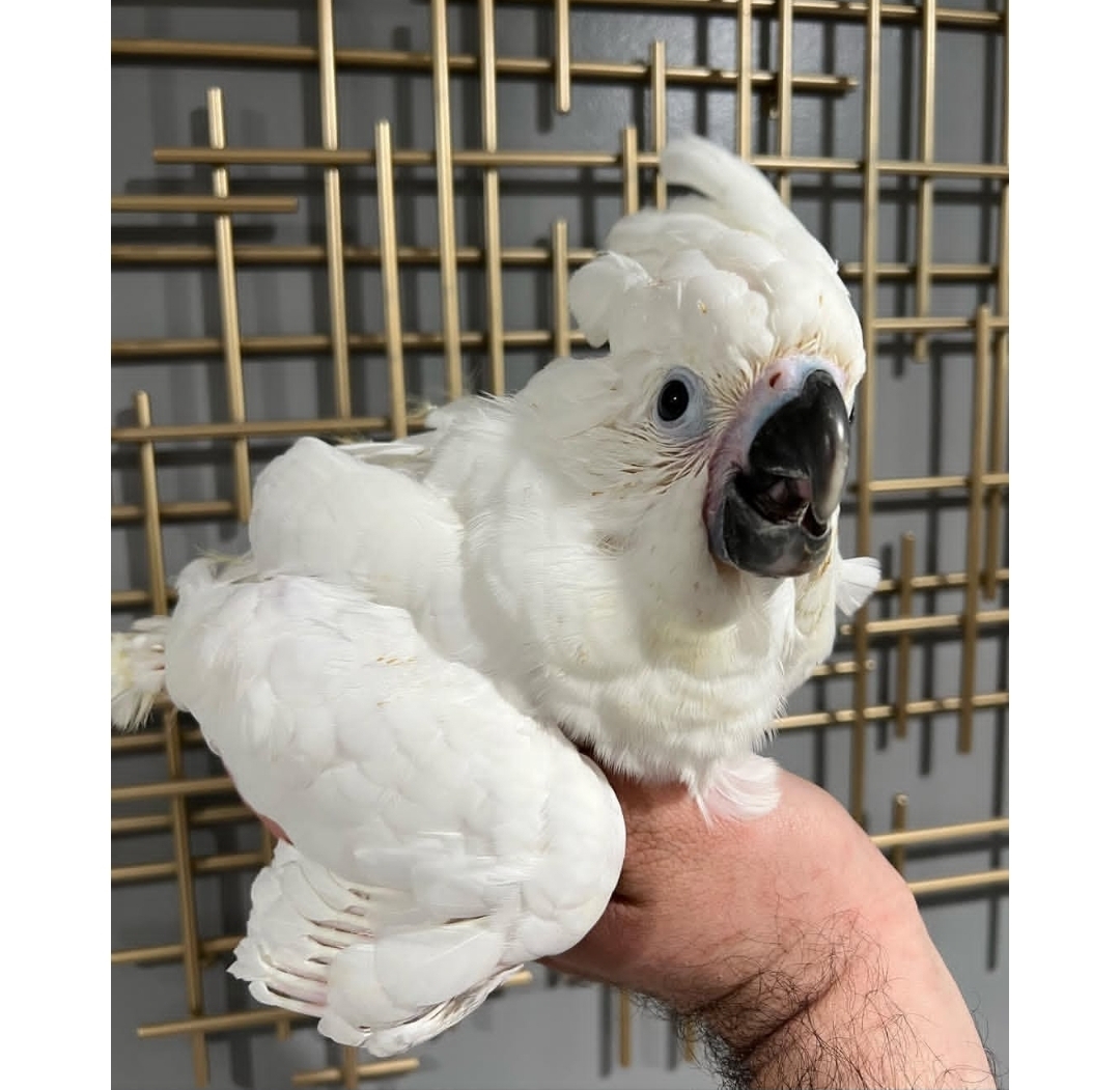 Umbrella cockatoo