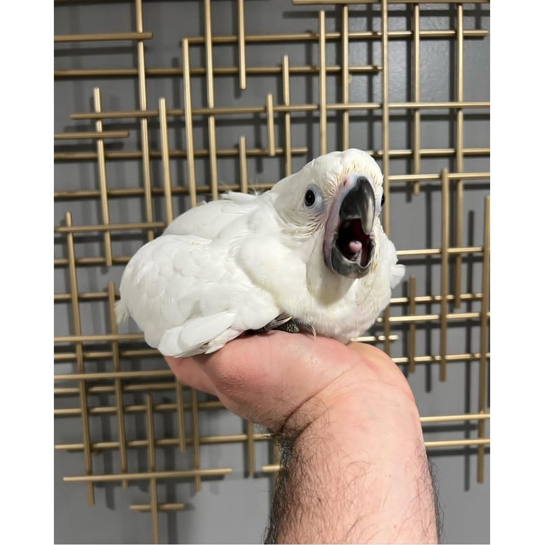 Umbrella cockatoo - Image 3