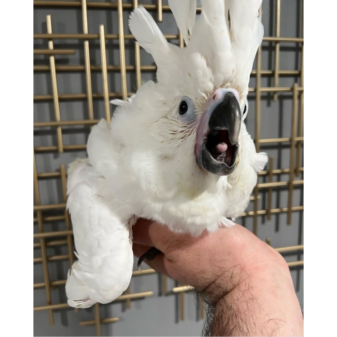 Umbrella cockatoo - Image 2