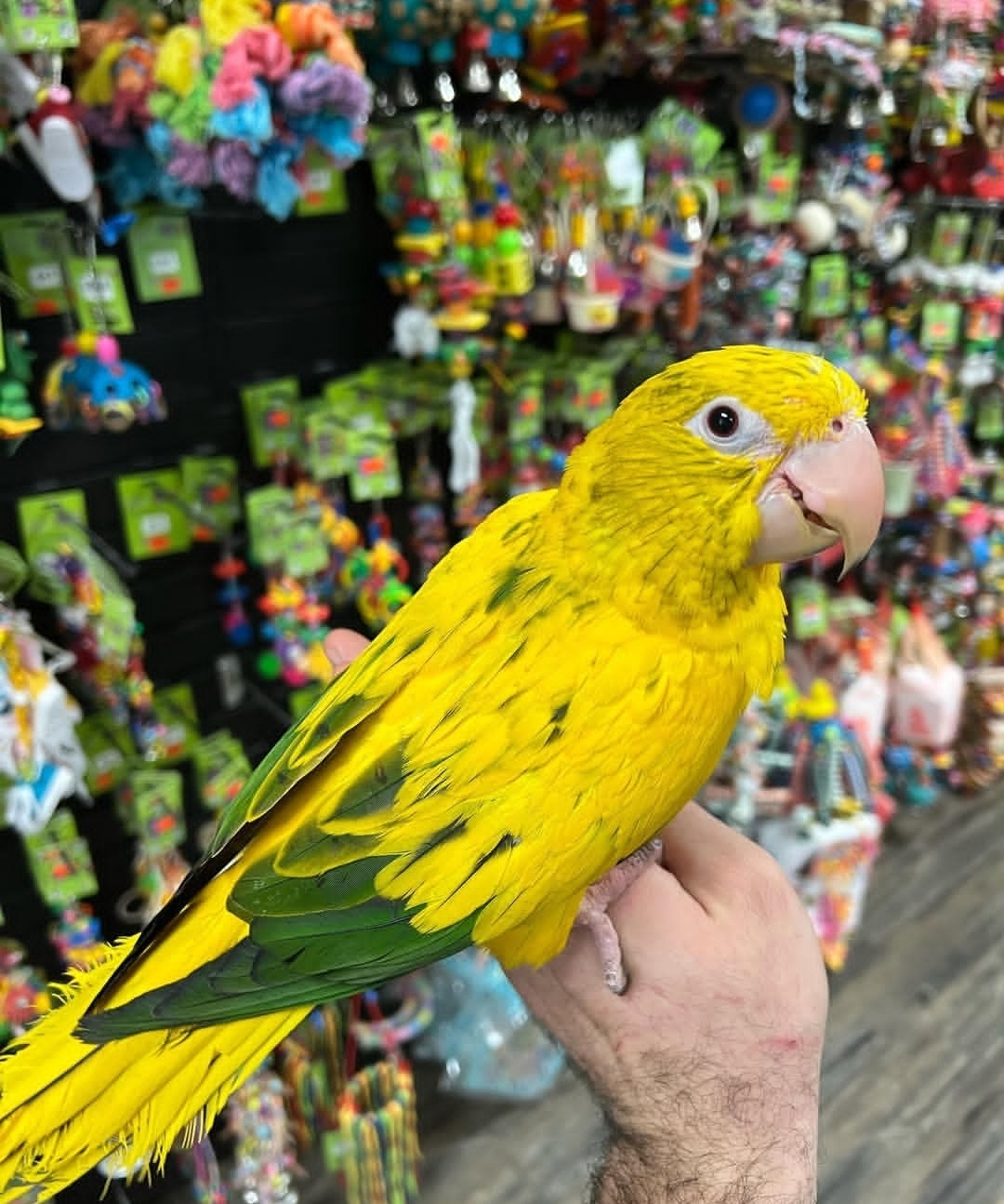 Golden Conure Conure - Image 4