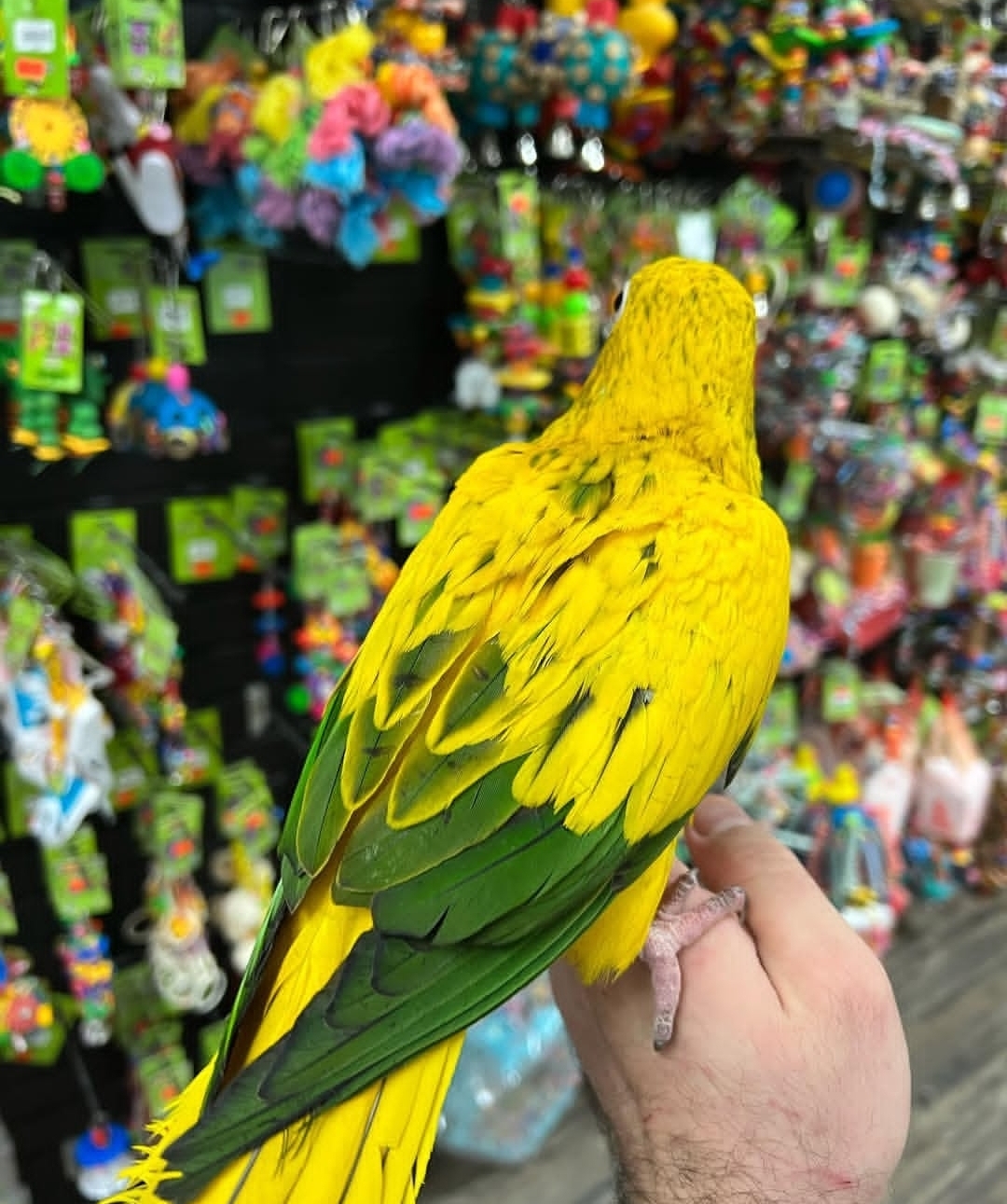 Golden Conure Conure - Image 3
