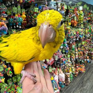 Golden Conure Conure
