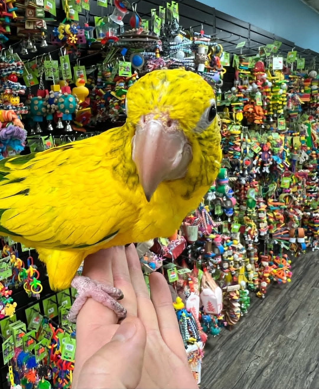 Golden Conure Conure