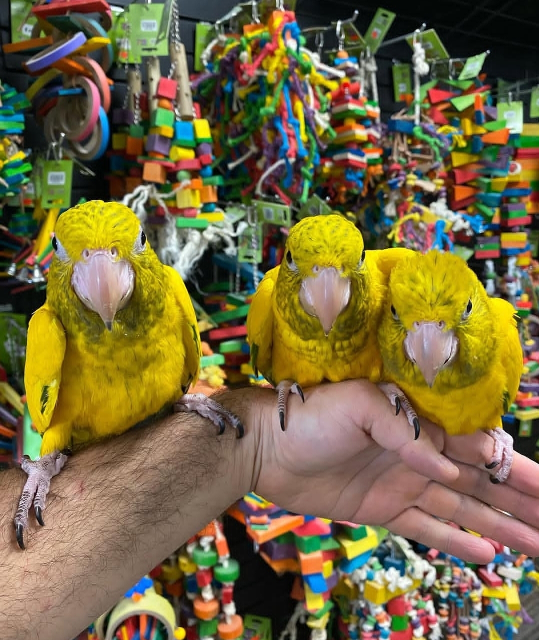 Goldern Conure parrots - Image 5