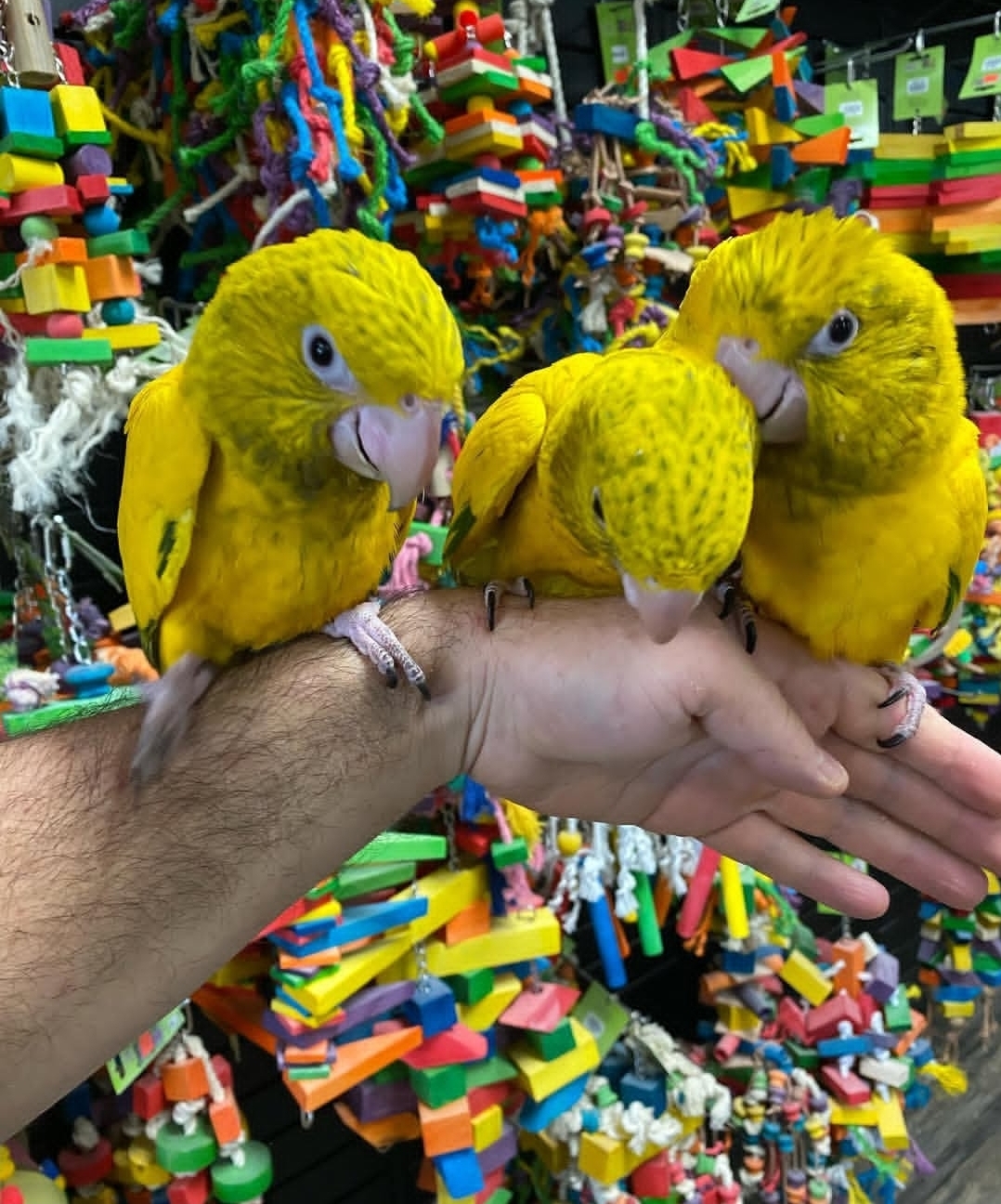 Goldern Conure parrots - Image 4