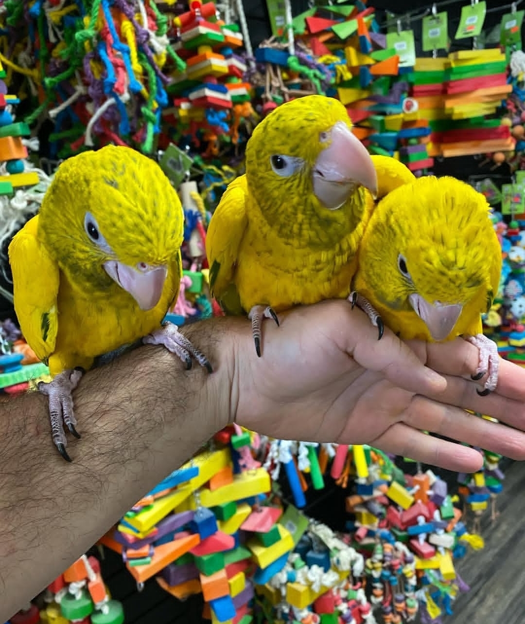 Goldern Conure parrots - Image 3
