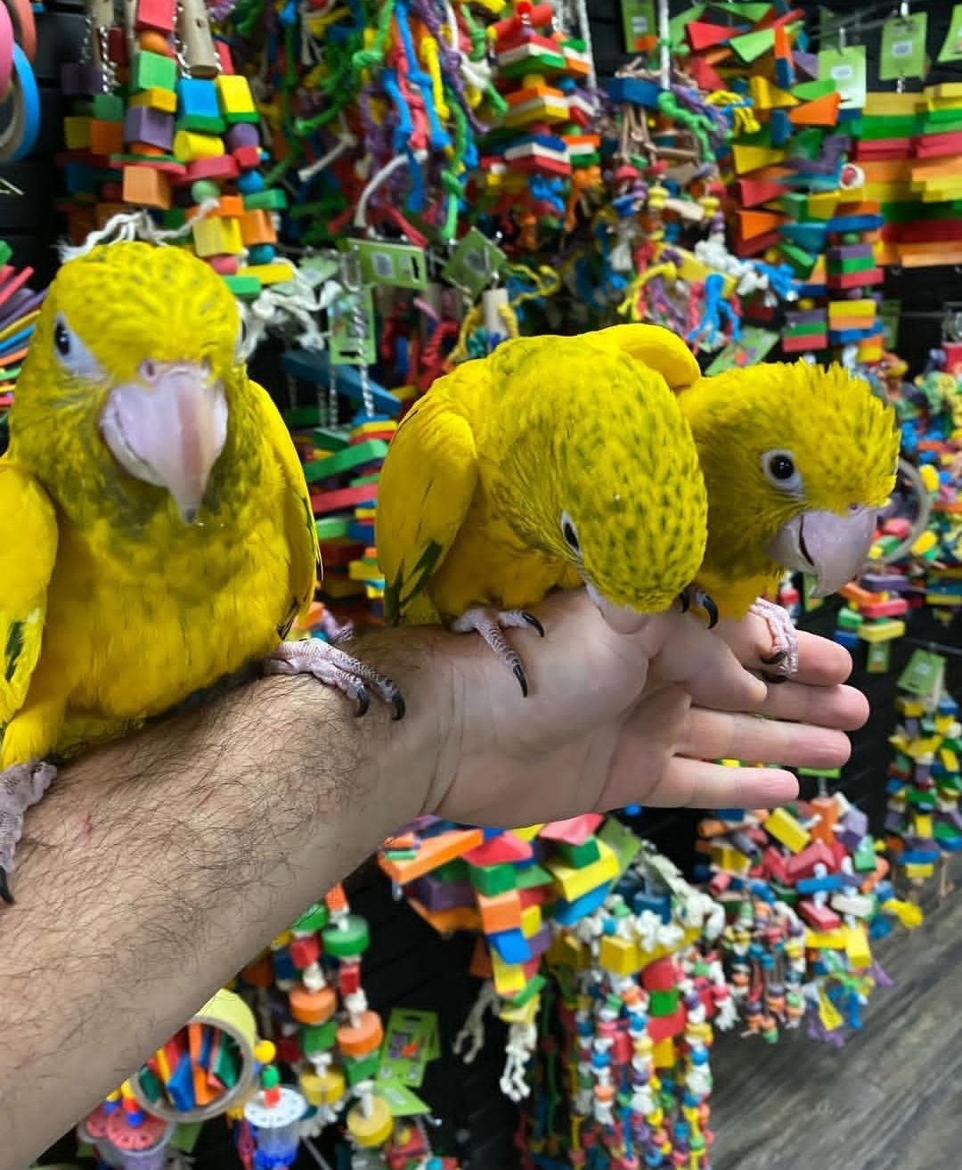 Goldern Conure parrots - Image 2