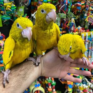 Goldern Conure parrots