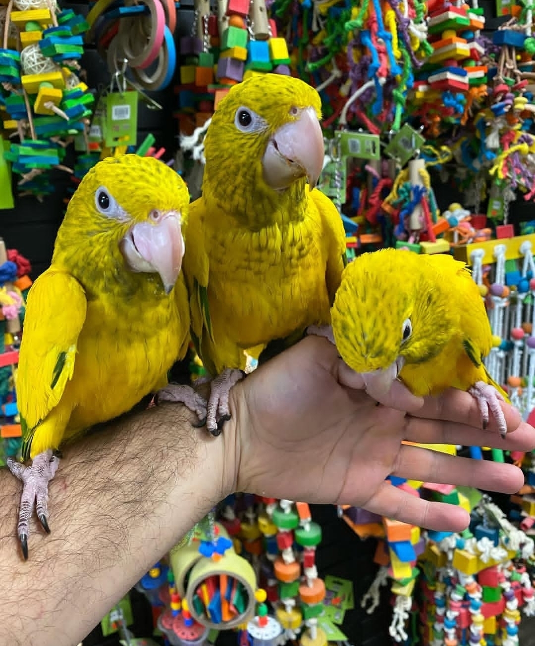 Goldern Conure parrots