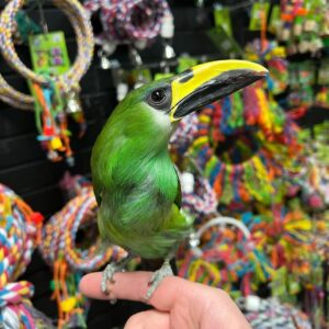 Emerald Toucanet parrot