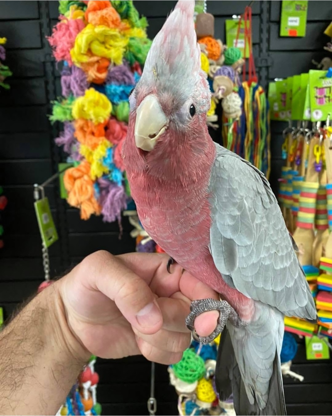 Galah Cockatoo - Image 4