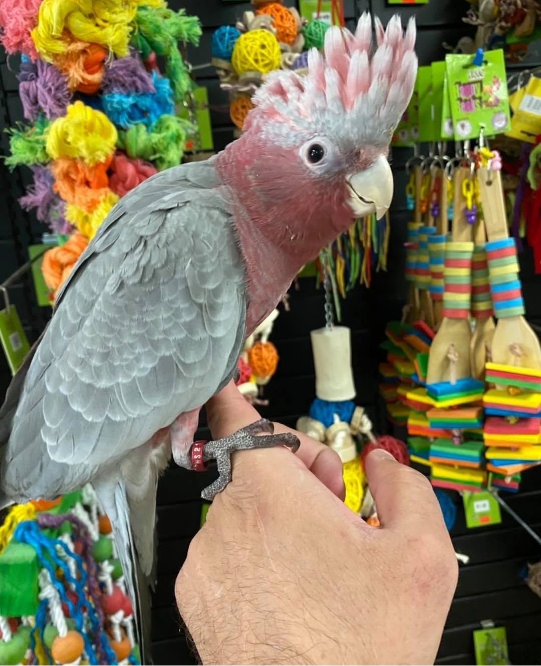 Galah Cockatoo - Image 3
