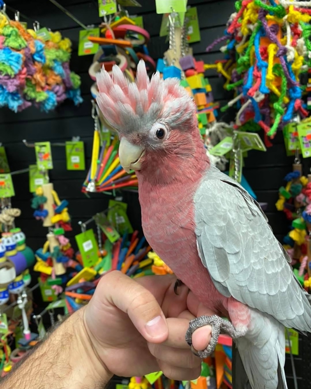 Galah Cockatoo - Image 2