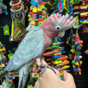 Galah Cockatoo