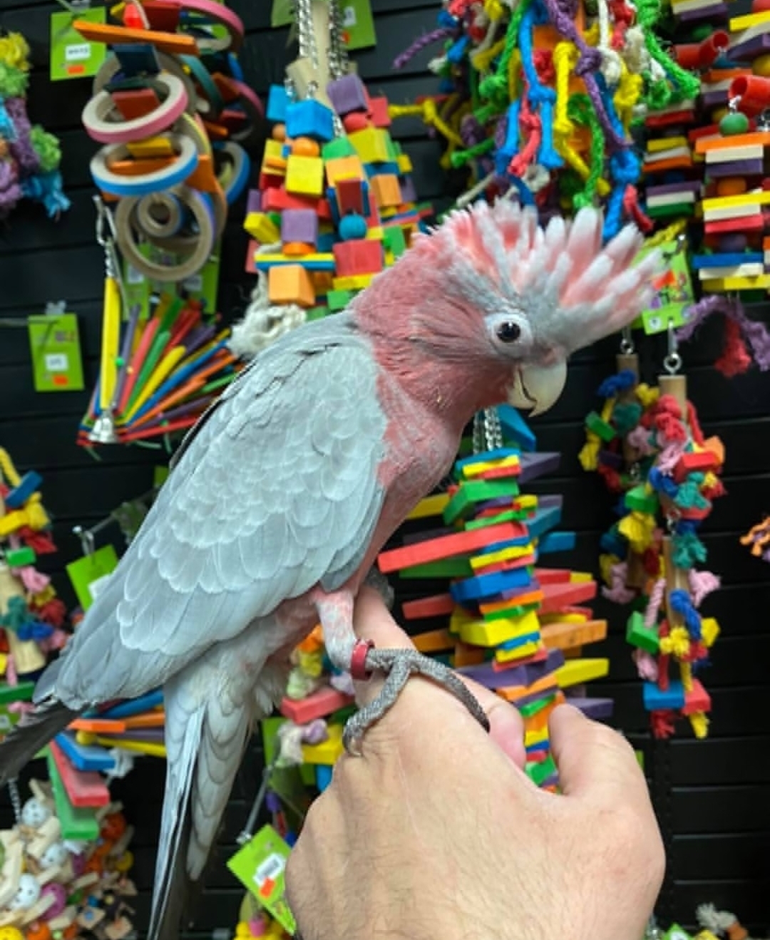 Galah Cockatoo