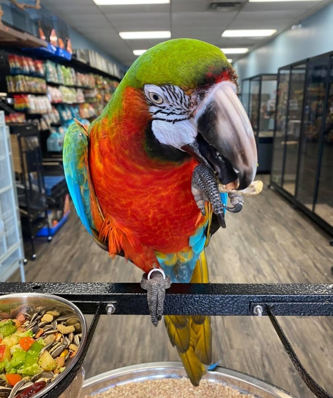 Harlequin Macaw hybrid - Image 4