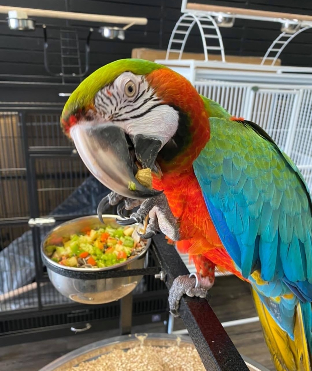 Harlequin Macaw hybrid - Image 3