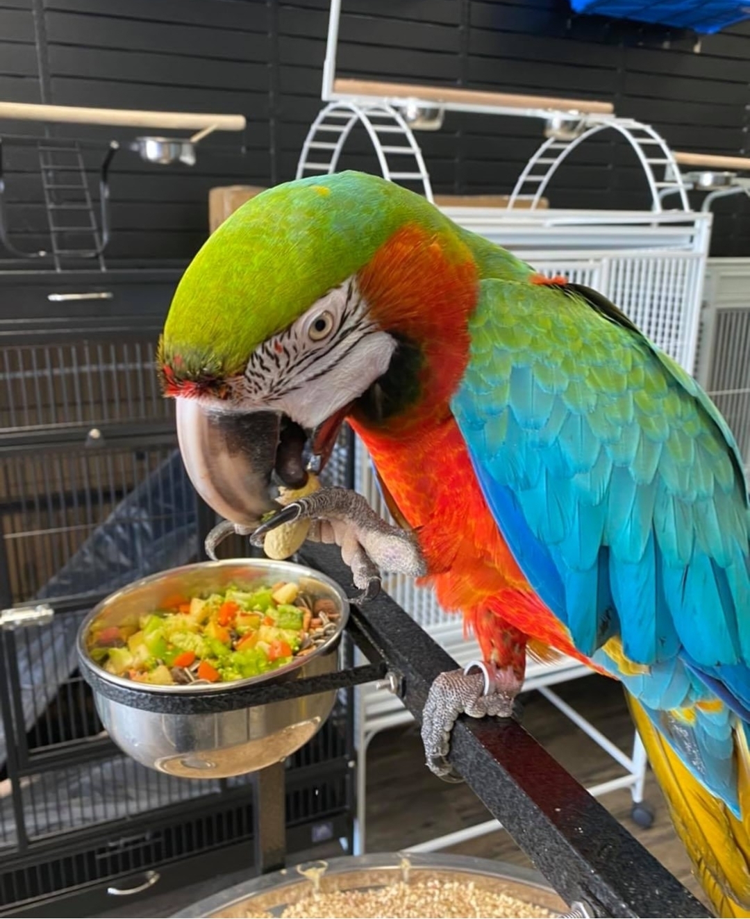 Harlequin Macaw hybrid - Image 2