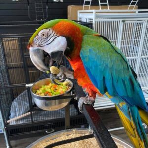 Harlequin Macaw hybrid