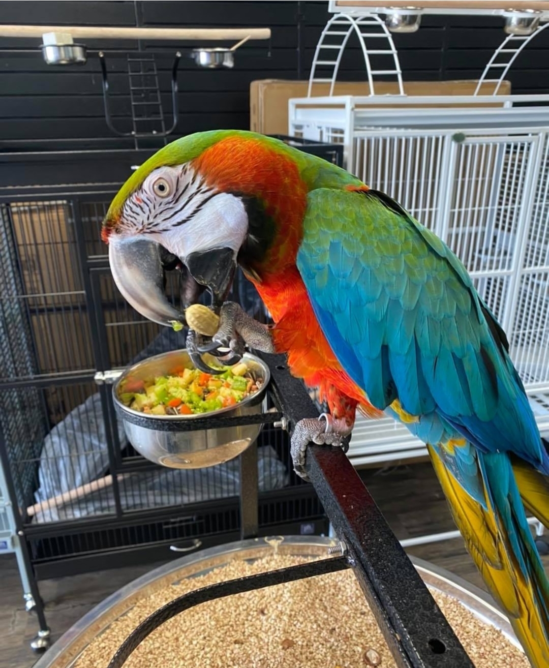 Harlequin Macaw hybrid