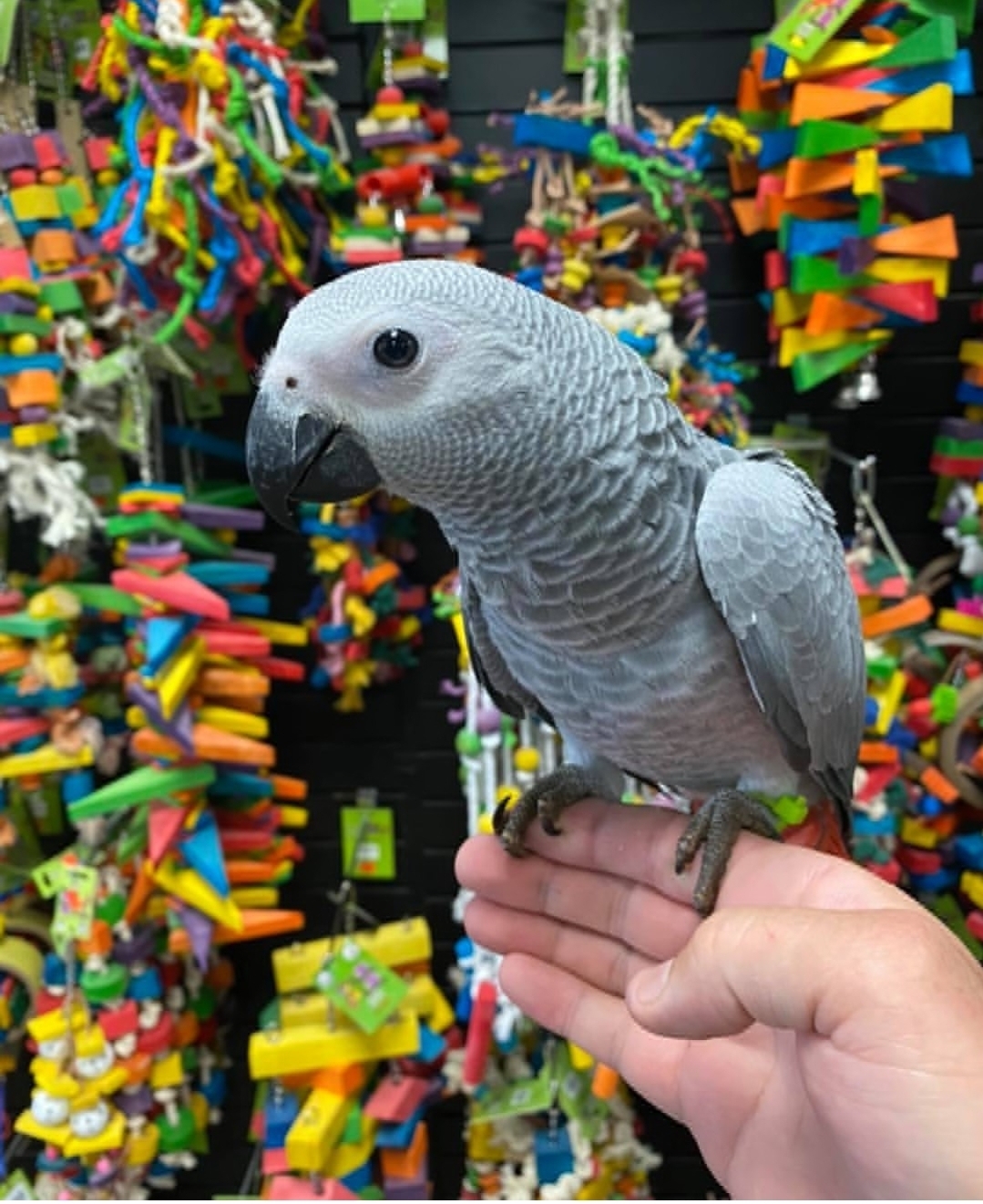 Congo African Grey - Image 3