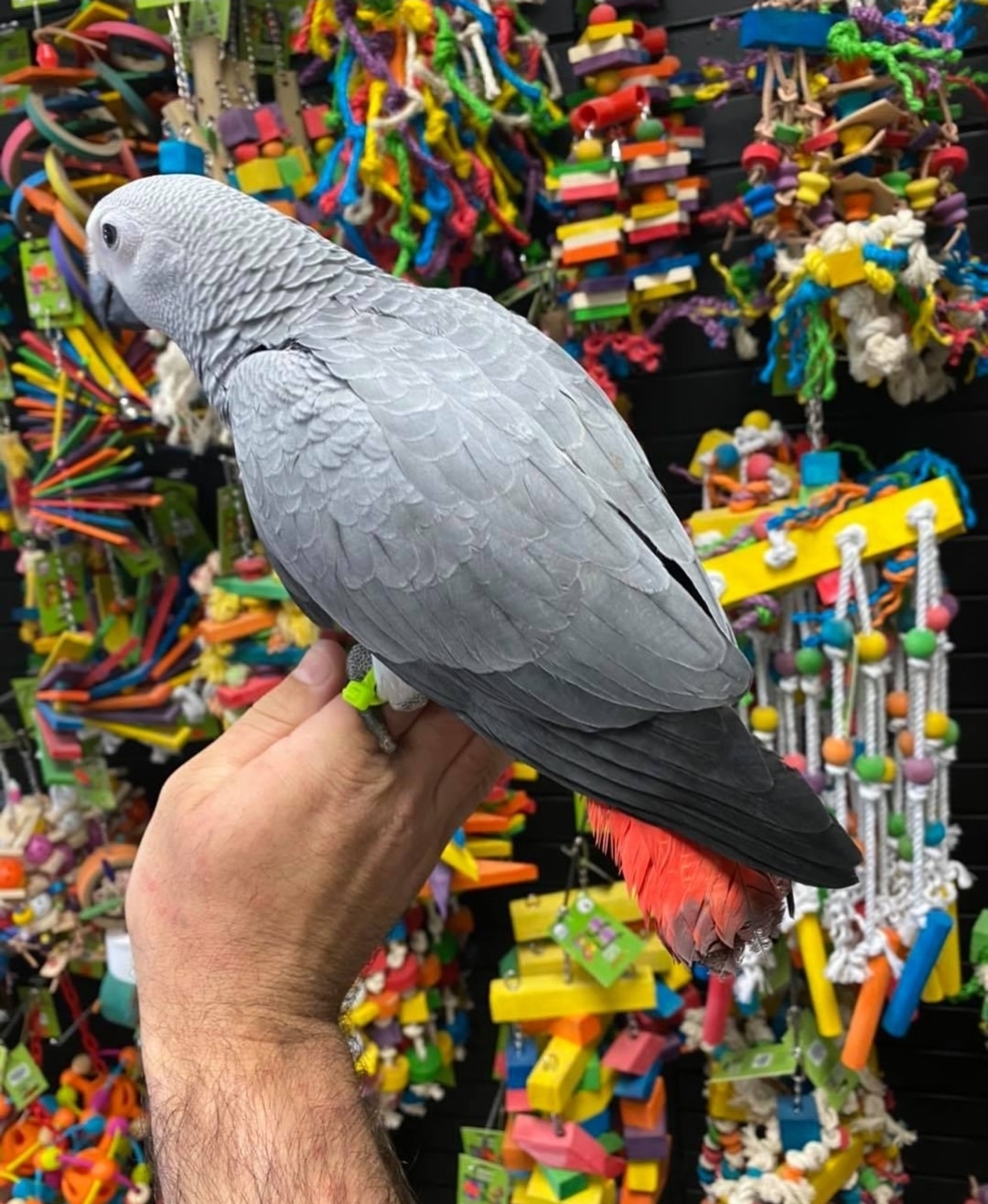 Congo African Grey - Image 2