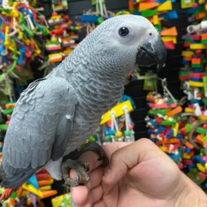 Congo African Grey
