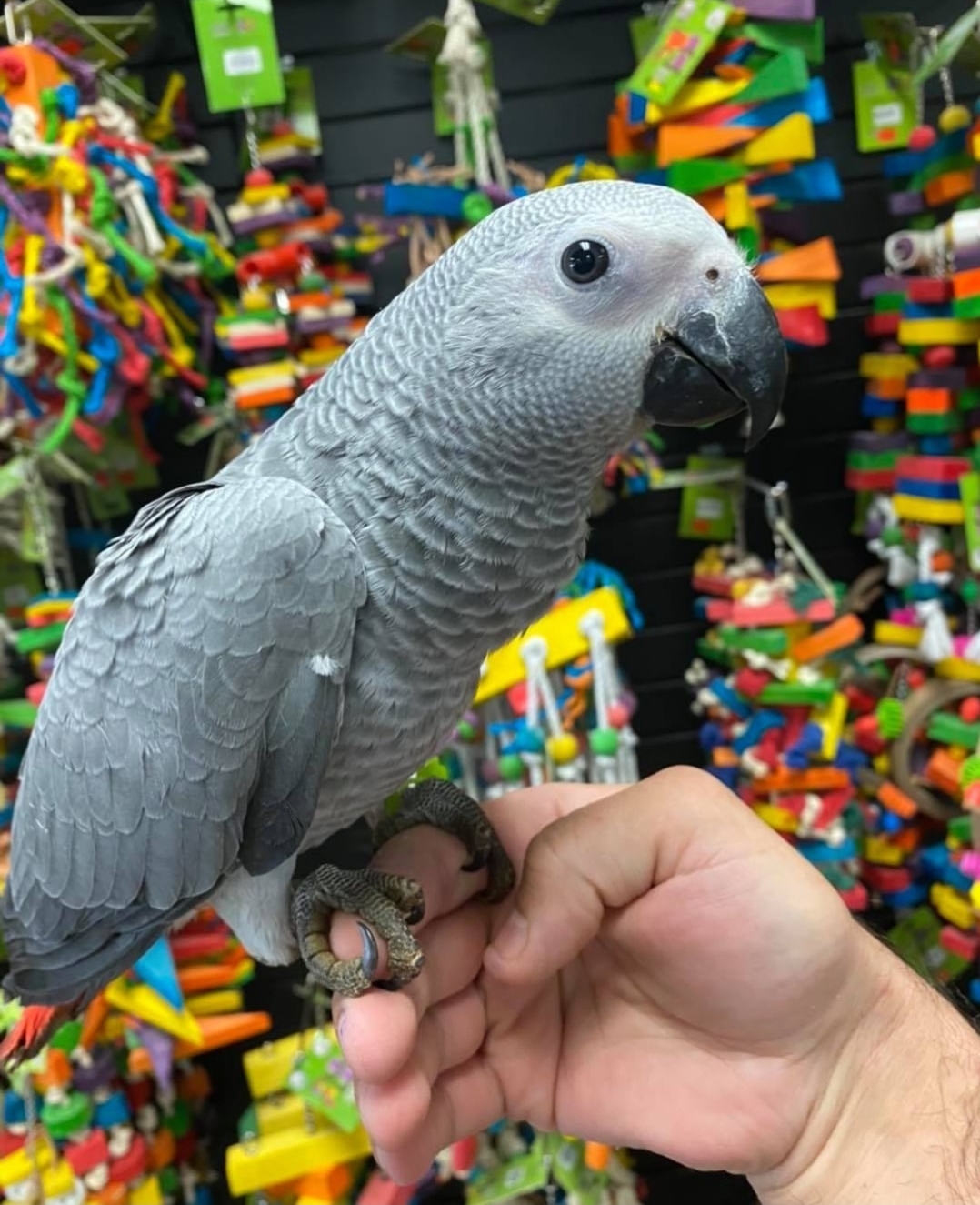 Congo African Grey