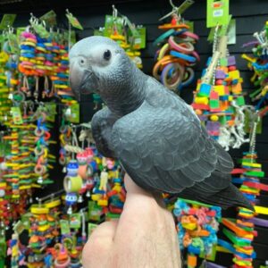 Timneh African Grey Parrot