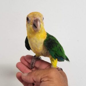 White Bellies Caique