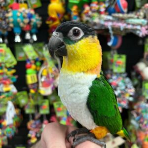 Black Headed Caique