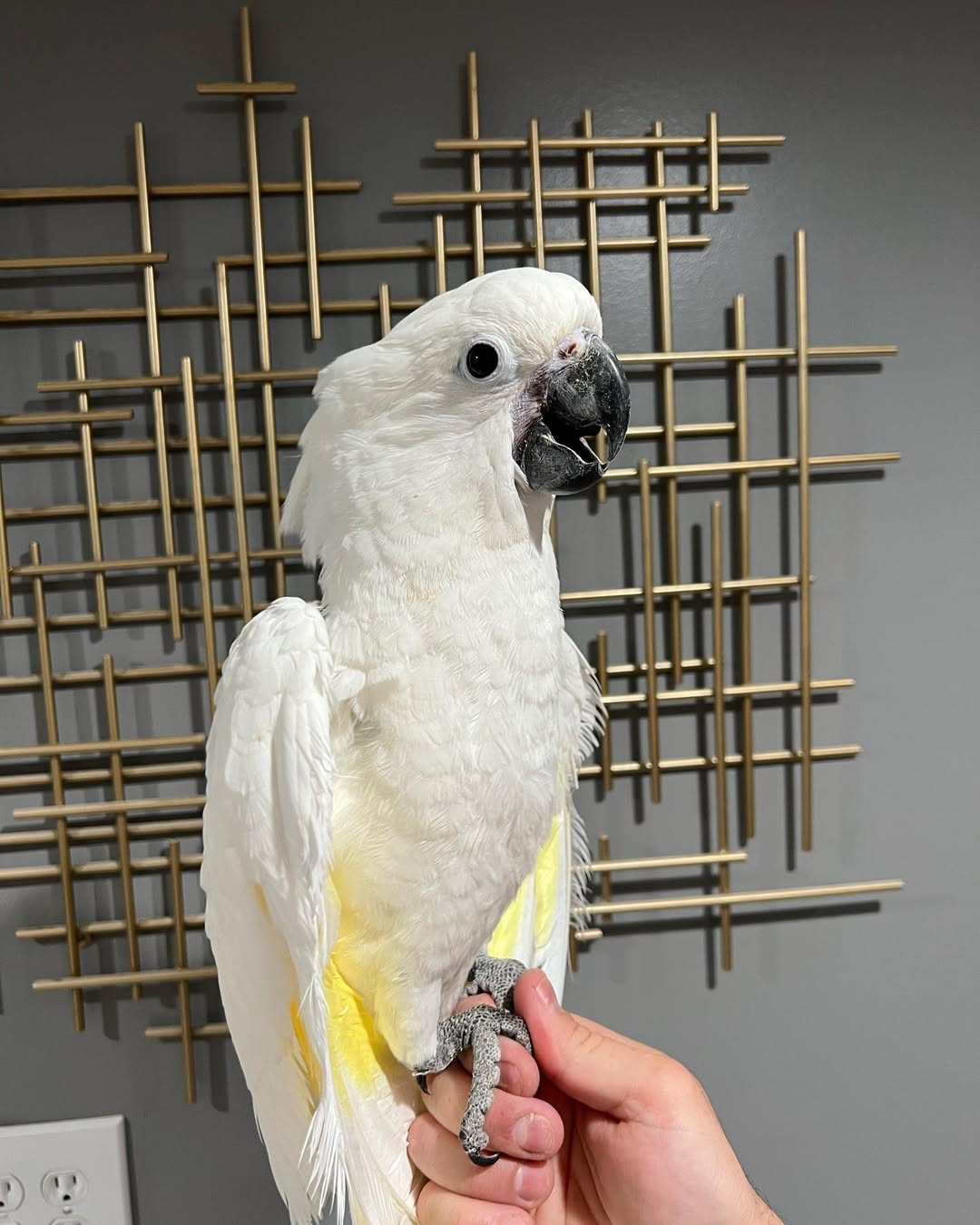 Umbrella Cockatoo - Image 4