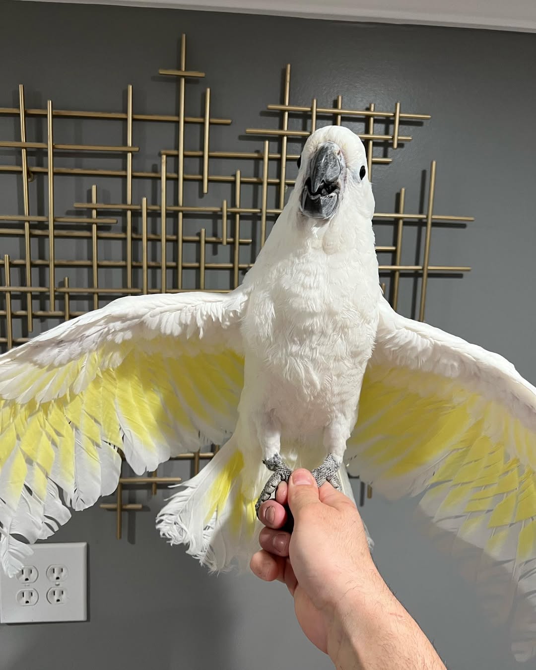 Umbrella Cockatoo - Image 3