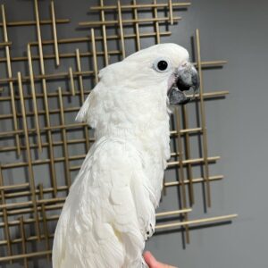 Umbrella Cockatoo