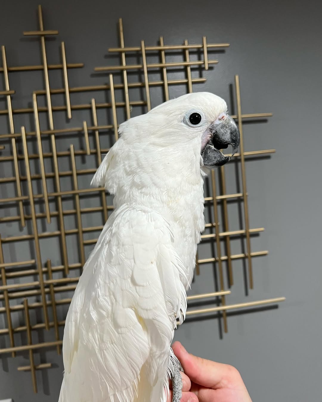 Umbrella Cockatoo