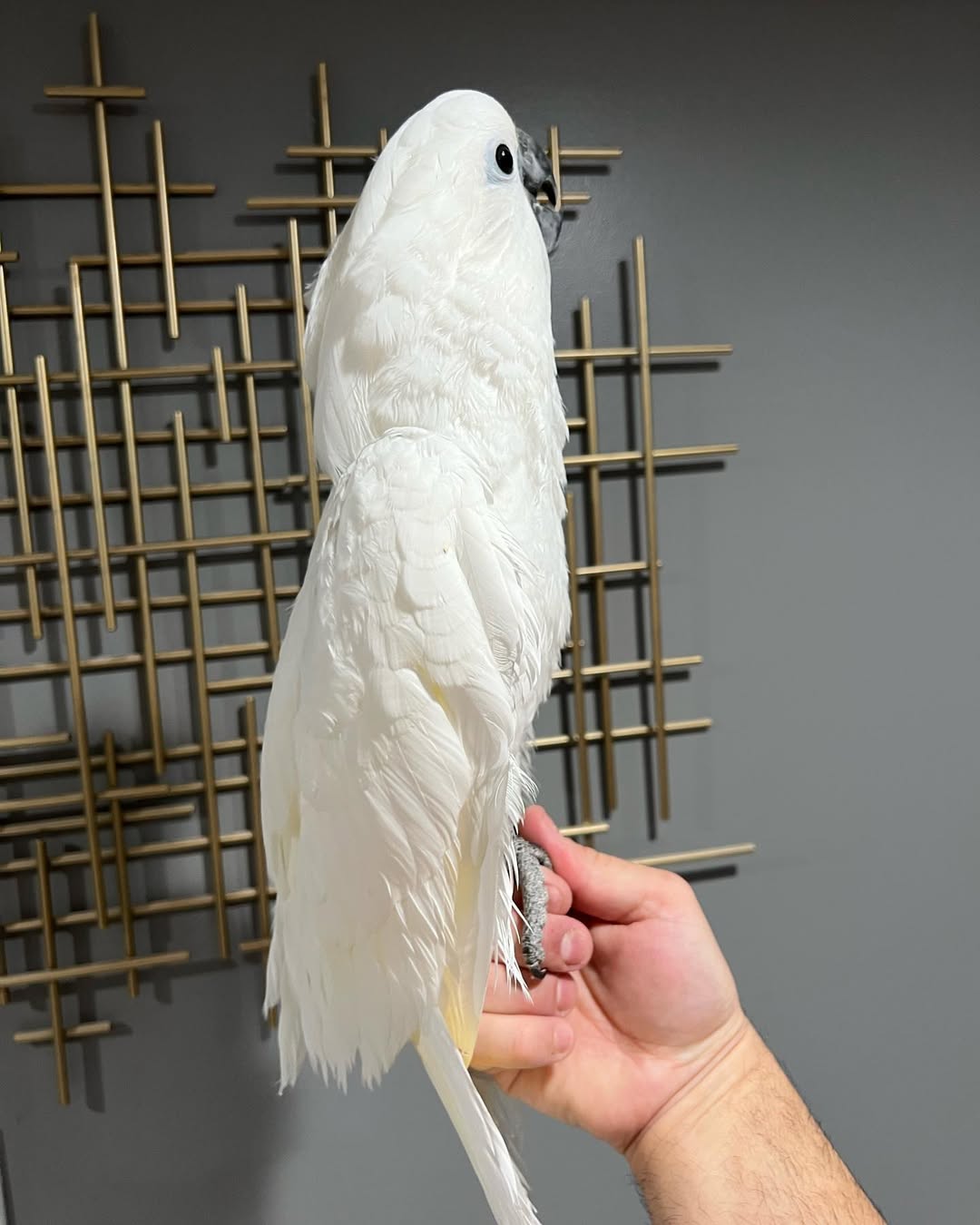 Umbrella Cockatoo - Image 2