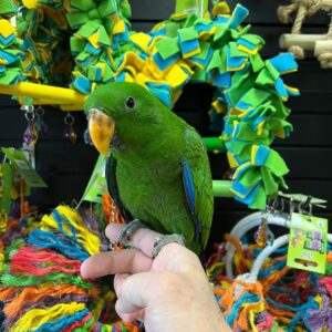 Solomon Island Eclectus