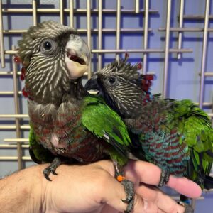 Red-fan parrot-hawk-headed parrot