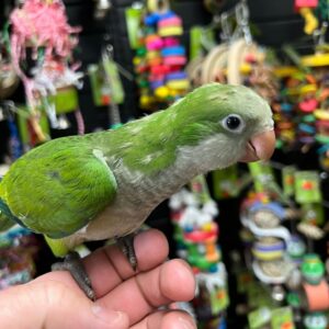 Green Quaker Parrot