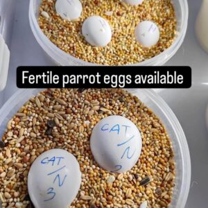 Fertile parrot eggs