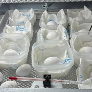 African Grey Parrot Eggs