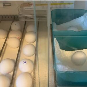 Hatch a Parrot Trial Pack